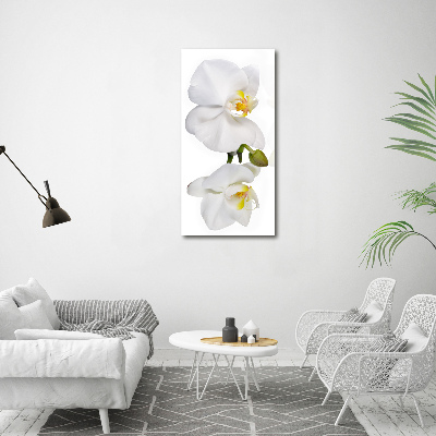 Quadro vetro verticale Orchidea bianca