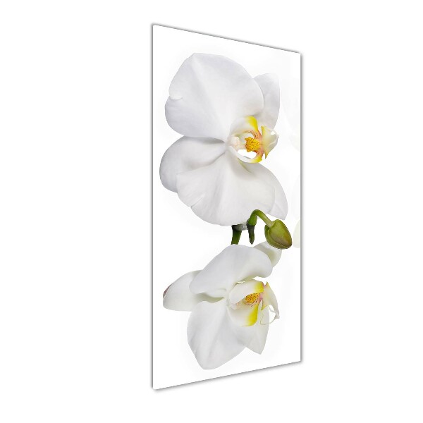Quadro vetro verticale Orchidea bianca