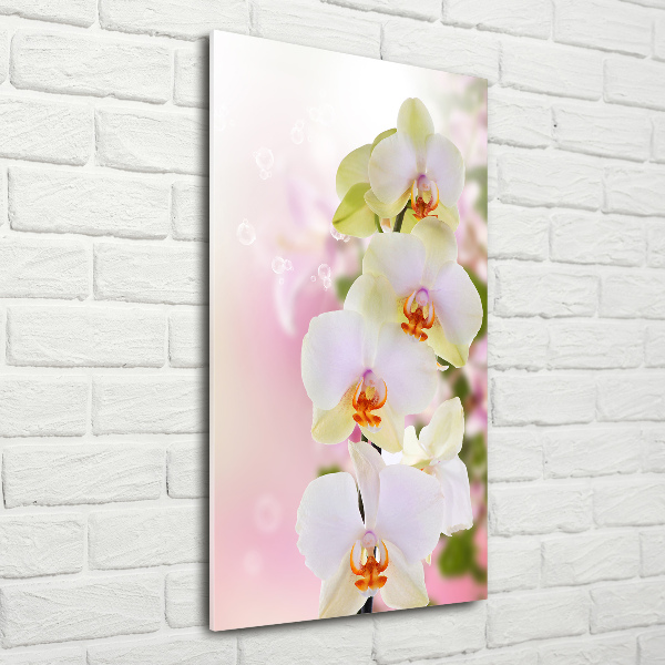 Quadro in vetro verticale Orchidea bianca