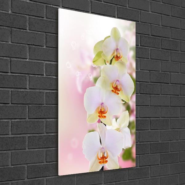 Quadro in vetro verticale Orchidea bianca