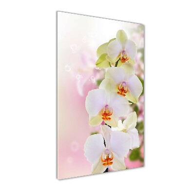 Quadro in vetro verticale Orchidea bianca