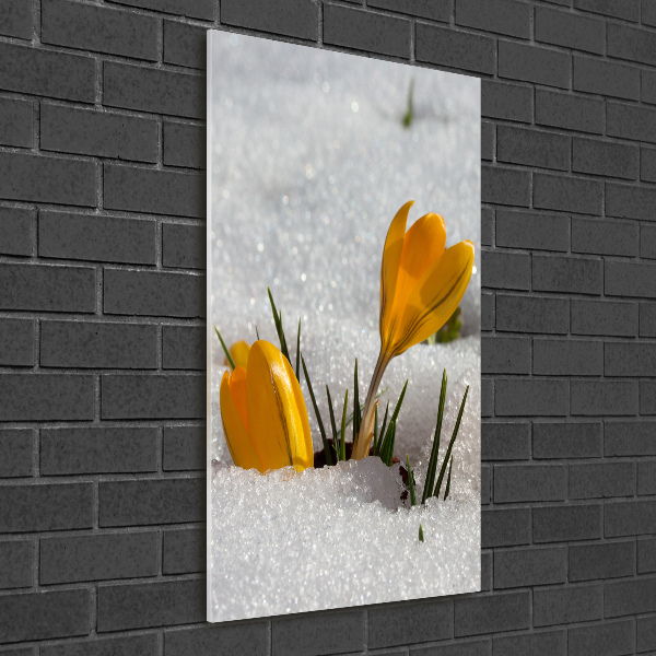 Quadro di vetro verticale Crochi gialli