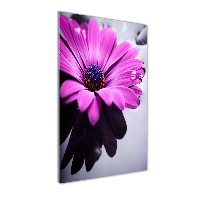 Quadro vetro verticale Gerbera rosa