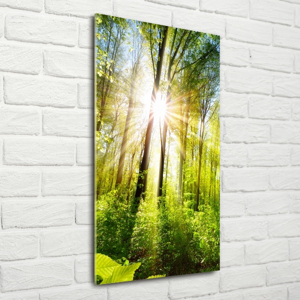 Quadro di vetro verticale Il sole nella foresta