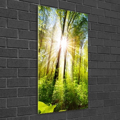 Quadro di vetro verticale Il sole nella foresta