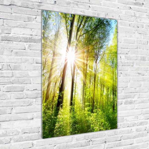 Quadro di vetro verticale Il sole nella foresta