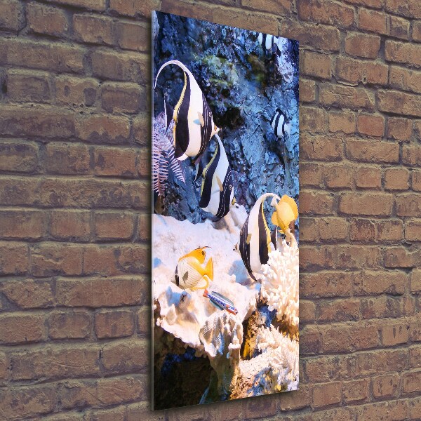 Quadro vetro verticale Barriera corallina
