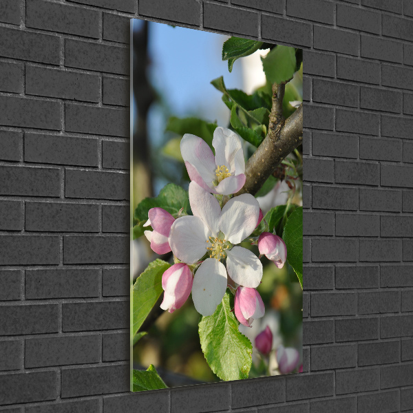 Quadro stampa su vetro verticale Fiori di ciliegio