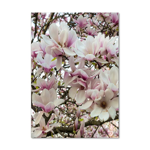 Quadro di vetro verticale Fiori di magnolia