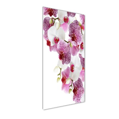 Quadro vetro verticale Orchidea