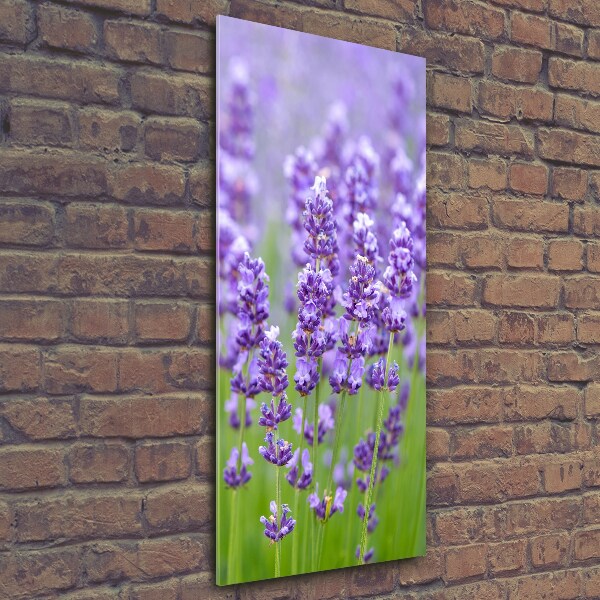 Quadro vetro verticale Campo di lavanda