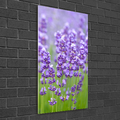 Quadro vetro verticale Campo di lavanda