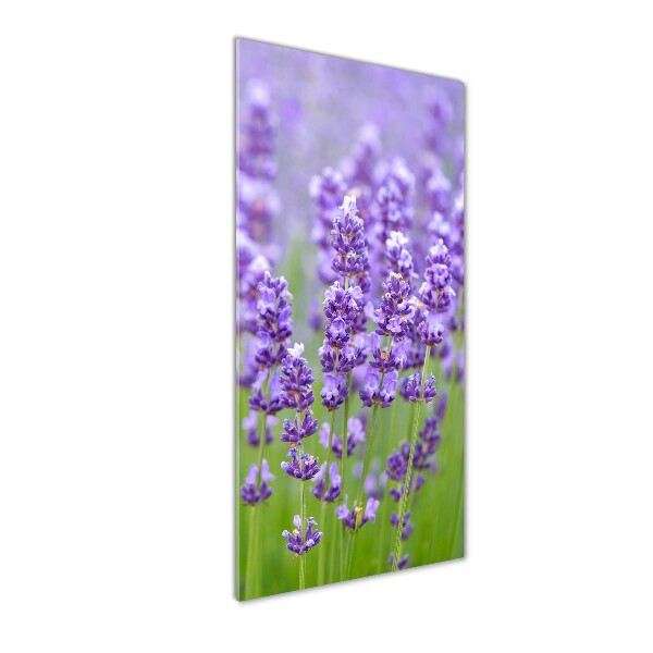 Quadro vetro verticale Campo di lavanda