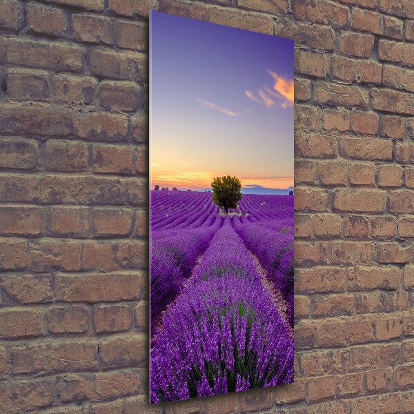 Quadro di vetro verticale Campo di lavanda