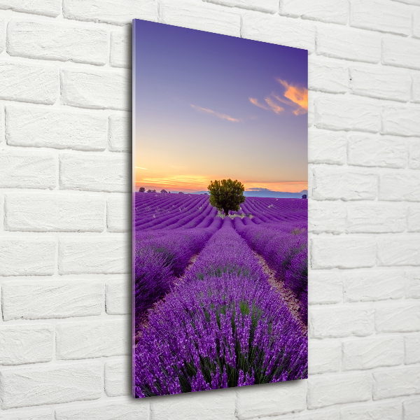 Quadro di vetro verticale Campo di lavanda