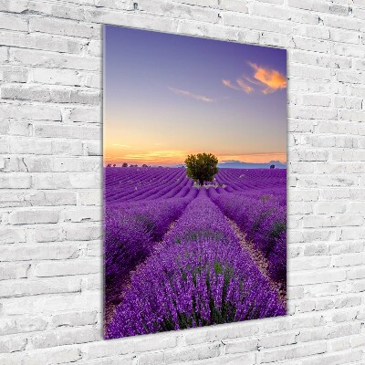Quadro di vetro verticale Campo di lavanda