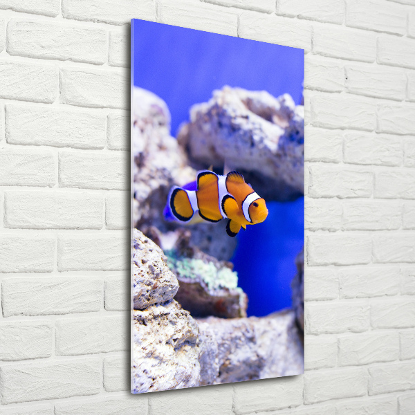 Quadro in vetro verticale Nemo il pesce