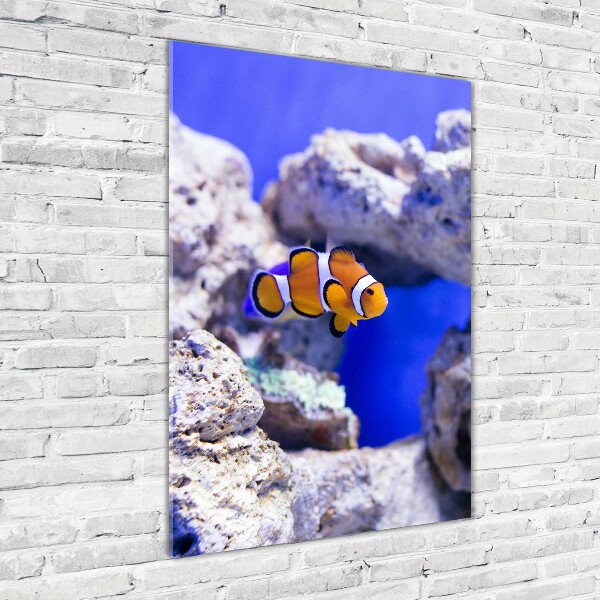Quadro in vetro verticale Nemo il pesce