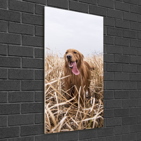 Quadro in vetro verticale Golden retriever