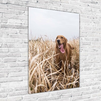 Quadro in vetro verticale Golden retriever