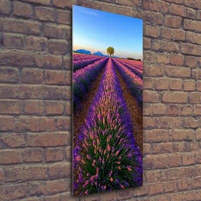 Quadro in vetro verticale Campo di lavanda