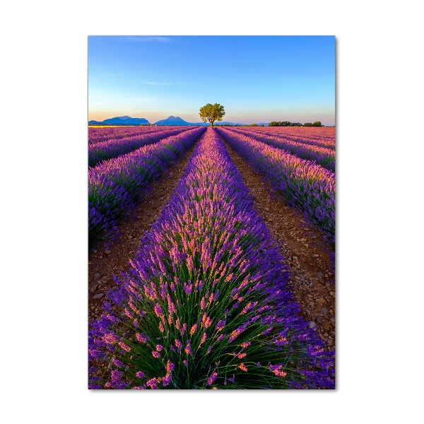 Quadro in vetro verticale Campo di lavanda