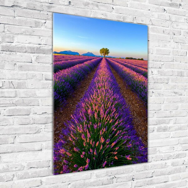 Quadro in vetro verticale Campo di lavanda