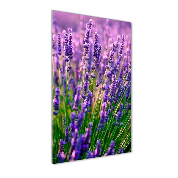 Quadro in vetro verticale Campo di lavanda