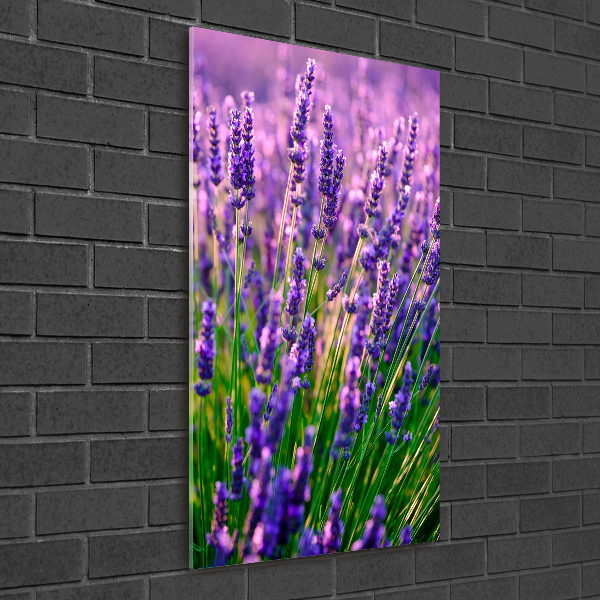 Quadro in vetro verticale Campo di lavanda
