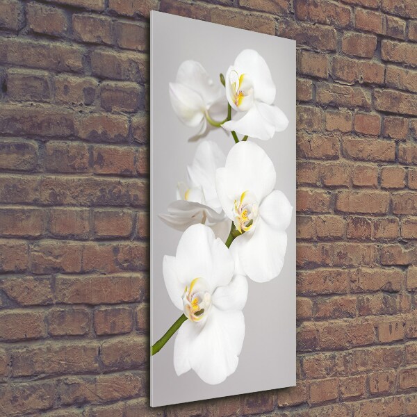 Quadro vetro verticale Orchidea bianca