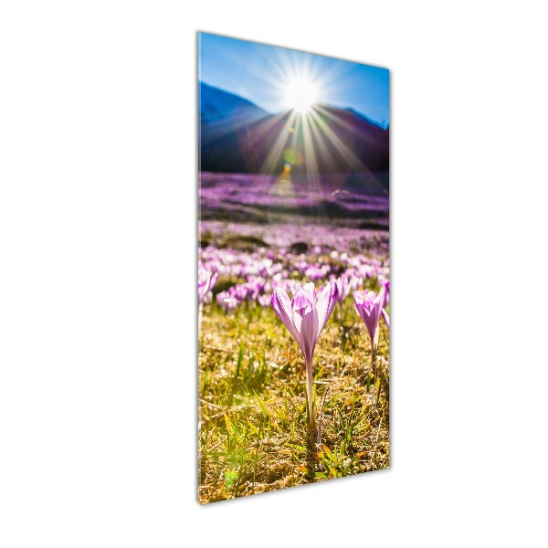 Quadro stampa su vetro verticale Crochi in montagna