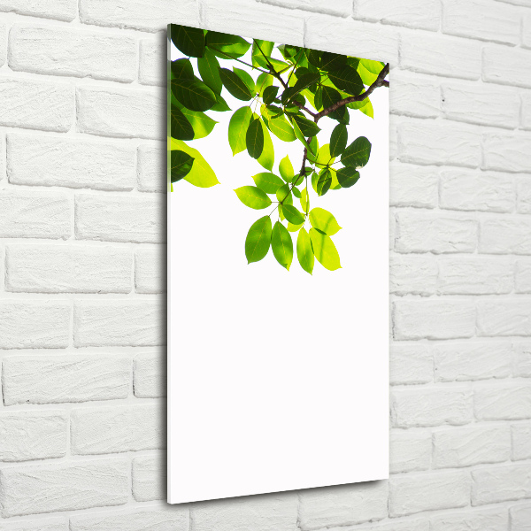 Quadro di vetro verticale Foglie verdi