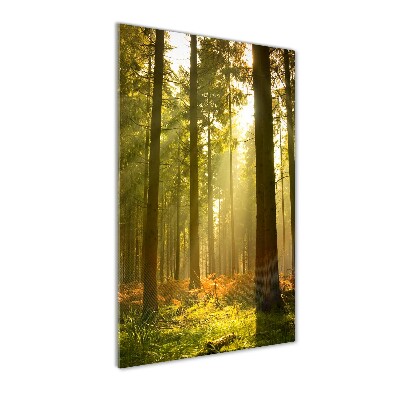 Quadro vetro verticale Bellissima foresta