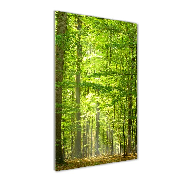 Quadro vetro verticale Foresta di faggi