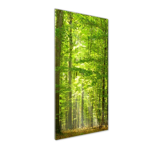 Quadro vetro verticale Foresta di faggi