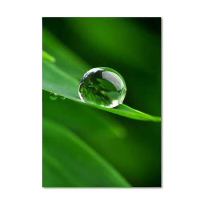 Quadro di vetro verticale Un filo d'erba