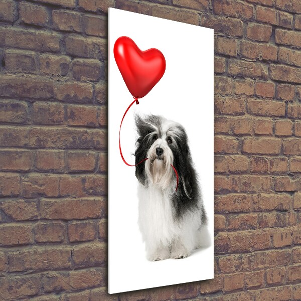 Quadro vetro verticale Havanese con un palloncino