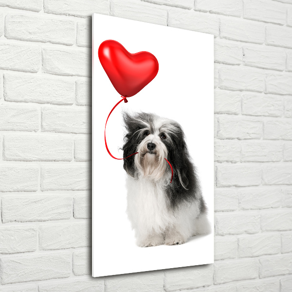 Quadro vetro verticale Havanese con un palloncino