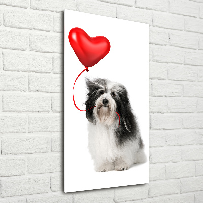Quadro vetro verticale Havanese con un palloncino