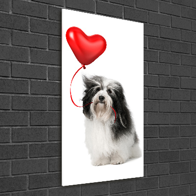 Quadro vetro verticale Havanese con un palloncino