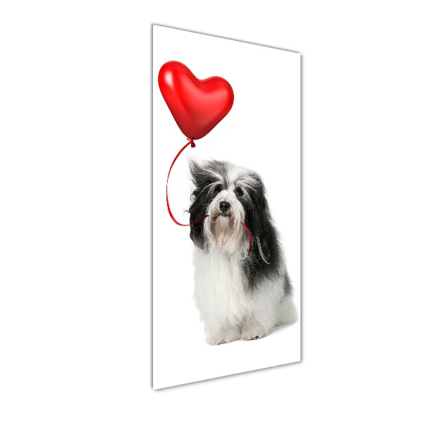 Quadro vetro verticale Havanese con un palloncino