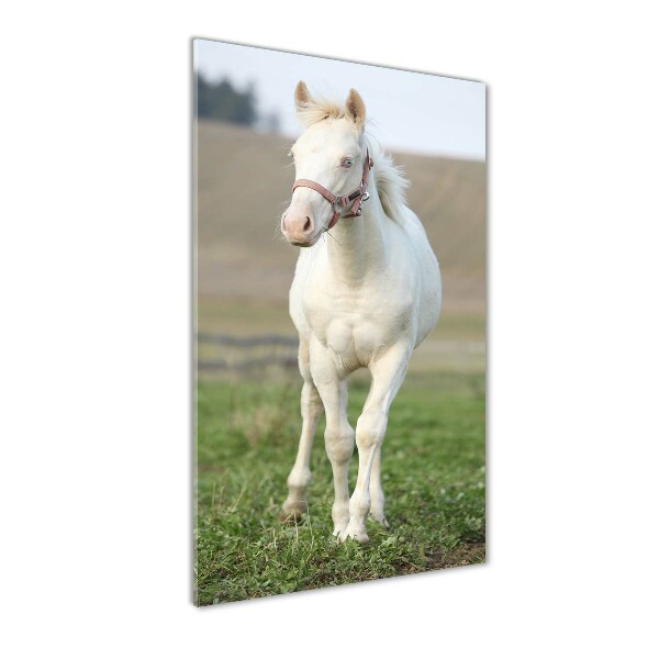 Quadro stampa su vetro verticale Cavallo albino
