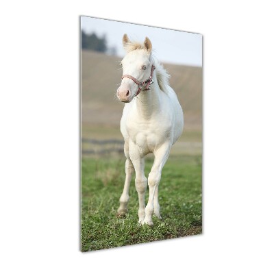 Quadro stampa su vetro verticale Cavallo albino