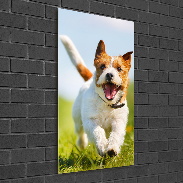 Quadro stampa su vetro verticale Cane Jack Russell
