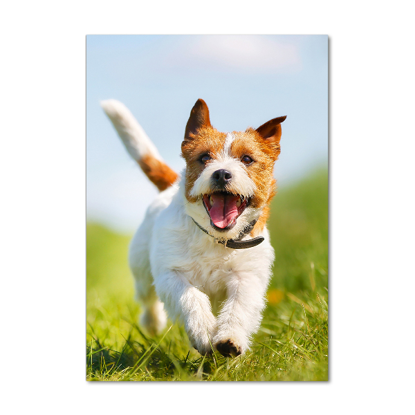 Quadro stampa su vetro verticale Cane Jack Russell