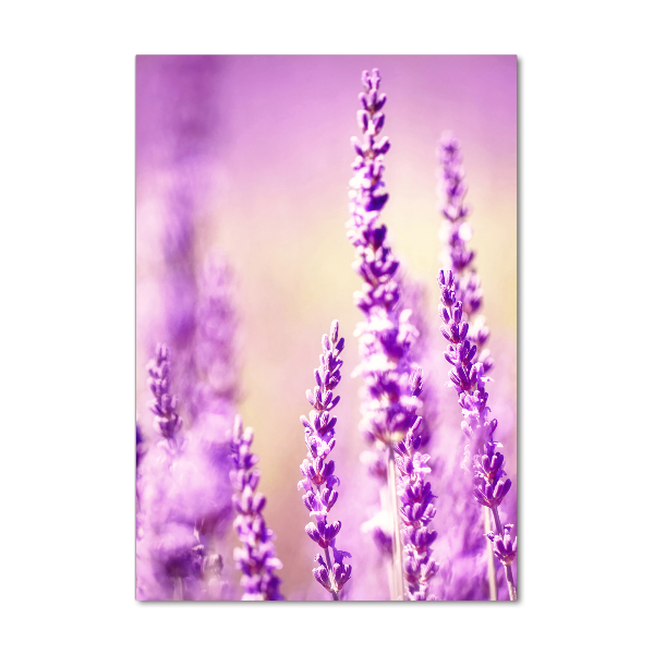 Quadro vetro verticale Lavanda