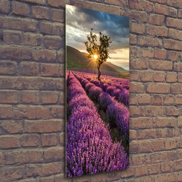 Quadro di vetro verticale Campo di lavanda