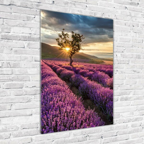 Quadro di vetro verticale Campo di lavanda