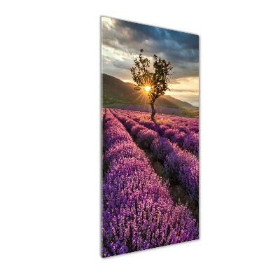 Quadro di vetro verticale Campo di lavanda