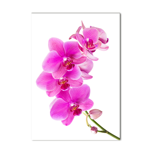 Quadro vetro verticale Orchidea rosa